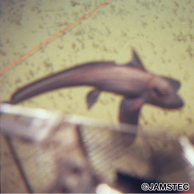 魚類写真資料データベース Kpm