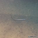 Aldrovandia affinis (Gunther, 1877)