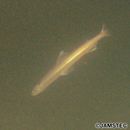 Harpadon microchir Gunther, 1878