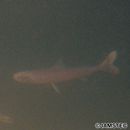 Harpadon microchir Gunther, 1878