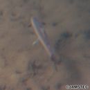 Harpadon microchir Gunther, 1878