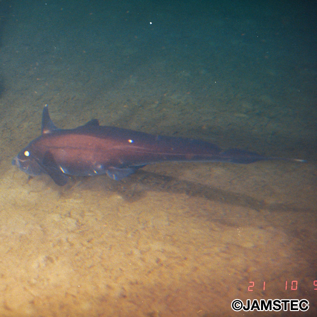 魚類写真資料データベース Kpm