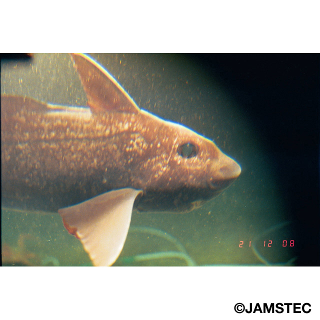 アカギンザメ属未同定種 ジャパンサーチ