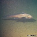 Hydrolagus ogilbyi (Waite, 1898)