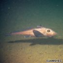 Hydrolagus ogilbyi (Waite, 1898)