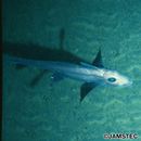 Hydrolagus ogilbyi (Waite, 1898)