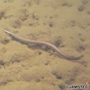 リュウキュウホラアナゴ