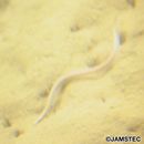 リュウキュウホラアナゴ