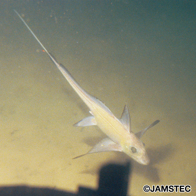 魚類写真資料データベース Kpm 103674