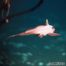 Hydrolagus ogilbyi (Waite, 1898)