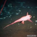 Hydrolagus ogilbyi (Waite, 1898)