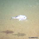 Malacocottus gibber Sakamoto, 1930