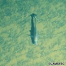 Gadomus colletti Jordan et Gilbert, 1904