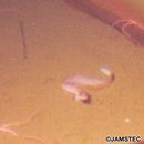 Derjuginia japonica (Katayama, 1943)