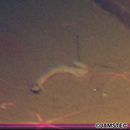 Derjuginia japonica (Katayama, 1943)