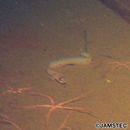 Derjuginia japonica (Katayama, 1943)