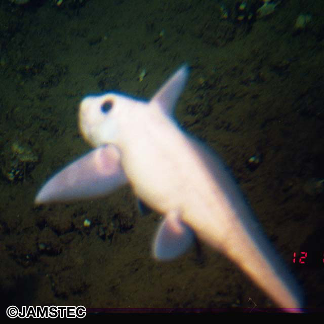 魚類写真資料データベース Kpm 1069