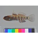 Eviota prasina (Klunzinger, 1871)