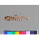 Eviota japonica Jewett et Lachner, 1983