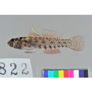 Eviota abax (Jordan et Snyder, 1901)