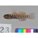 Eviota japonica Jewett et Lachner, 1983