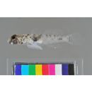 Cabillus tongarevae (Fowler, 1927)