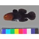 Paragobiodon echinocephalus (Ruppell, 1830)