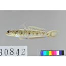 Vanderhorstia sp. 2 of Suzuki et Shibukawa (2004)