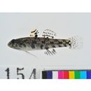 Redigobius bikolanus (Herre, 1927)