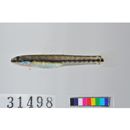 Stiphodon alcedo Maeda, Mukai et Tachihara, 2011