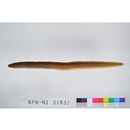 Zoarcidae, undescr. gen. cf Andriashevia & sp. 1