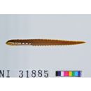 Zoarchias major Tomiyama, 1972