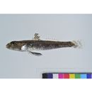 Heteroplopomus sp. 1