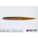 Zoarchias major Tomiyama, 1972