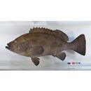 Epinephelus chlorostigma (Valenciennes, 1828)