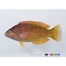 Pseudolabrus eoethinus (Richardson, 1846)