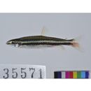 Nannostomus digrammus (Fowler, 1913)