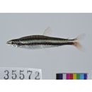 Nannostomus digrammus (Fowler, 1913)