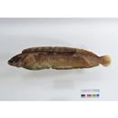 Pholidapus dybowskii (Steindachner, 1880)