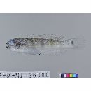 Amblygobius buanensis Herre, 1927