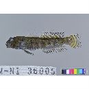 Cryptocentroides insignis (Seale, 1910)