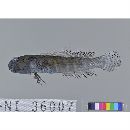 Cryptocentroides insignis (Seale, 1910)