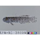 Cryptocentroides insignis (Seale, 1910)