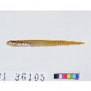 Zoarchias major Tomiyama, 1972