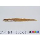 Zoarchias major Tomiyama, 1972