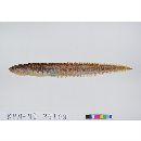 Zoarchias major Tomiyama, 1972