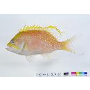 Odontanthias unimaculatus (Tanaka, 1917)