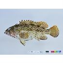 Epinephelus hexagonatus (Forster, 1801)