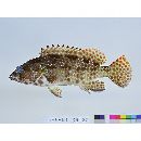 Epinephelus hexagonatus (Forster, 1801)