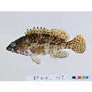 Epinephelus hexagonatus (Forster, 1801)